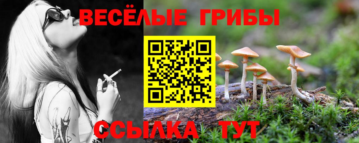 Псилоцибиновые грибы Psilocybine cubensis Сыктывкар